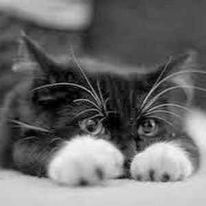 Meet your Posher, Priscilla